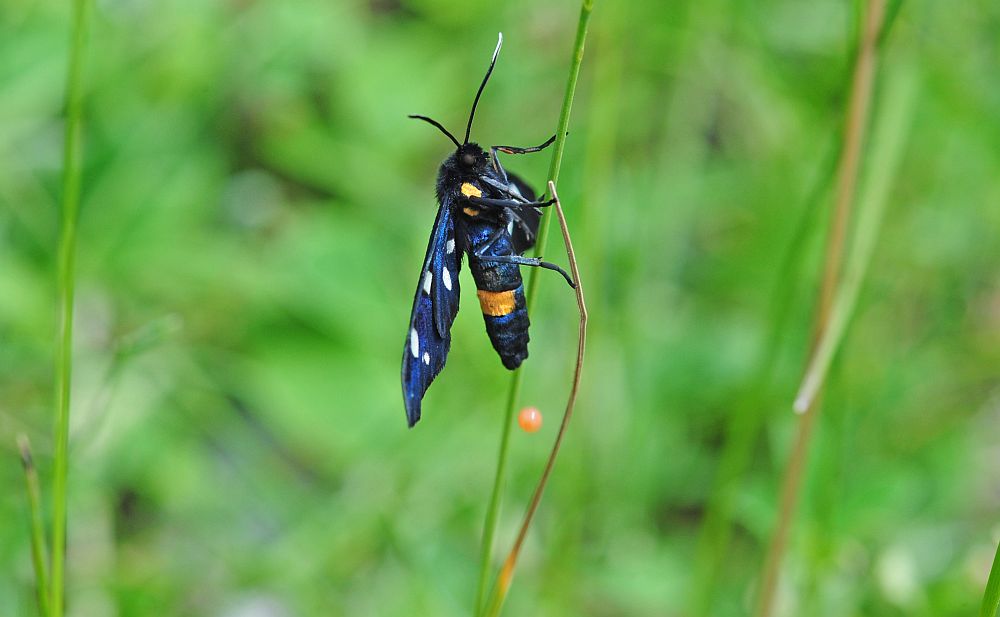 Amata sp., deposizione